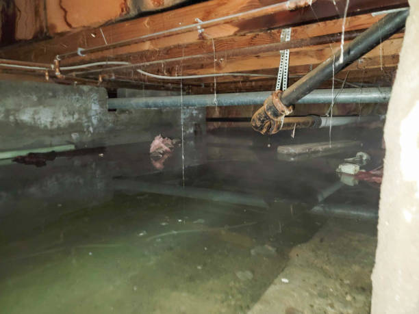 Best Professional water damage repair  in Tomball, TX